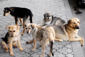 world-animal-day-yerevan-street-dogs_0-1